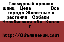 Гламурный крошка шпиц › Цена ­ 30 000 - Все города Животные и растения » Собаки   . Челябинская обл.,Касли г.